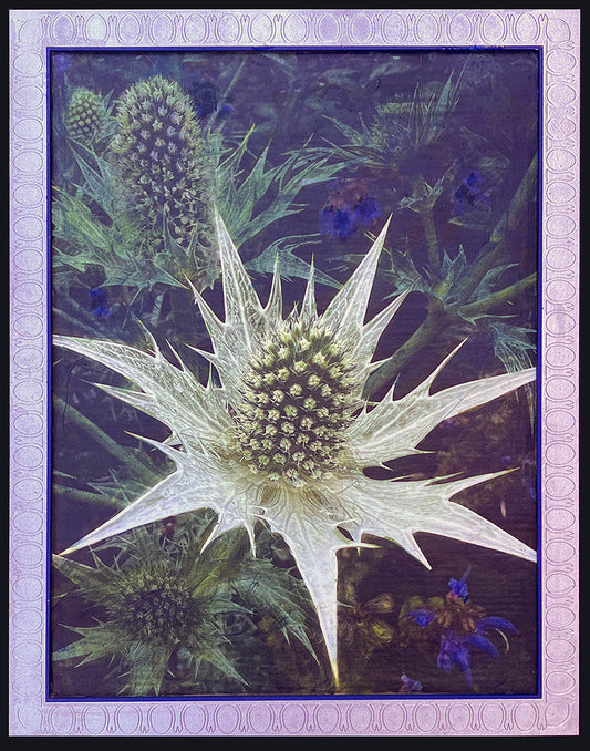Coyote Thistle